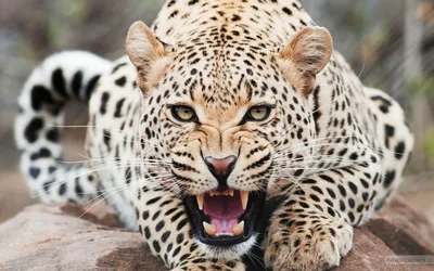 Игрушка Collecta Королевский гепард фигурка животного купить по цене 634 ₽  в интернет-магазине Детский мир