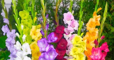 цветы гладиолусы поздравление с днем рождения｜Поиск в TikTok