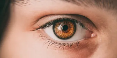Особенности анатомии и физиологии детского глаза | Люксоптика