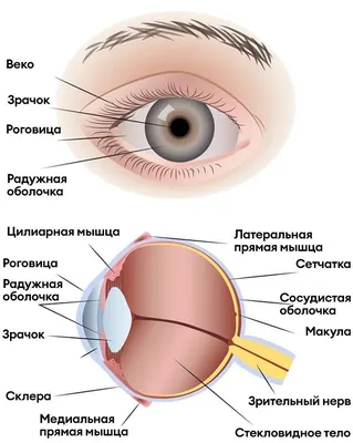 Травмы глаз: какие бывают, способы лечения - ASTANA VISION в г. Астана.