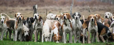 ТОП-7 пород гончих собак и советы по их содержанию