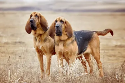 3 самые популярные породы охотничьих собак Грейхаунд (Английская борзая)  Лучшие породы охотничьих собак