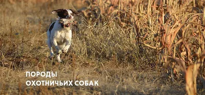 Эстонская гончая: все о собаке, фото, описание породы, характер, цена