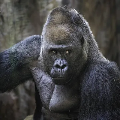 Самец гориллы внезапно родил детеныша и удивил сотрудников зоопарка: Звери:  Из жизни: Lenta.ru