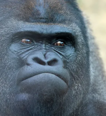 Интересные факты о горных гориллах — Best of Africa