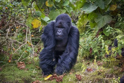 Горная горилла — Википедия