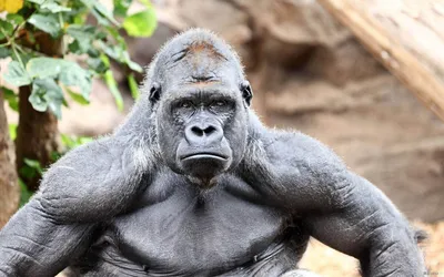 🦍 Почему гориллы мускулистые и сильные без тренировок? |  Bodybuilding-and-fitness | Дзен
