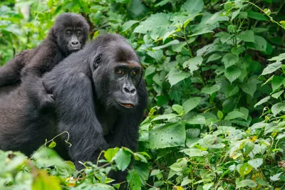 Восточная равнинная горилла утратила свое генетическое разнообразие всего  за несколько поколений
