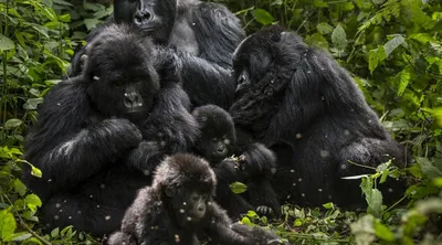 Дикие животные гориллы в лесу | Премиум Фото