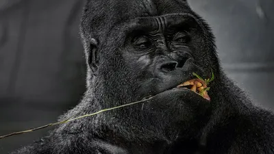 Есть ли реальные враги у взрослой гориллы | Заметки о животных | Дзен