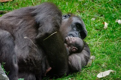 Почему Вам нужно увидеть африканских горных горилл в Уганде | Sima Safari