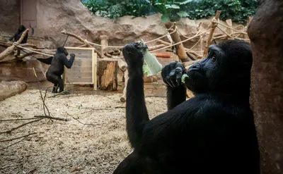 две гориллы стоят рядом друг с другом в лесу, картинка горилл фон картинки  и Фото для бесплатной загрузки