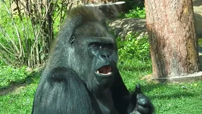 Почему Вам нужно увидеть африканских горных горилл в Уганде | Sima Safari