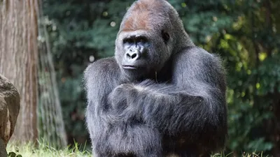 Ама: судьба однорукой гориллы | Пикабу