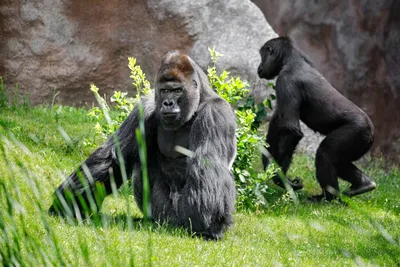 В зоопарке США коронавирусом впервые заразились гориллы — РБК