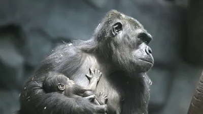 Равнинные гориллы: корм и власть 🦍 - YouTube