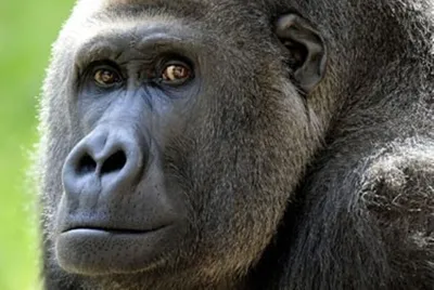 гориллы — Best of Africa