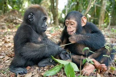 Ученые выяснили, зачем гориллы бьют себя в грудь и хотят ли они этим  спровоцировать драку