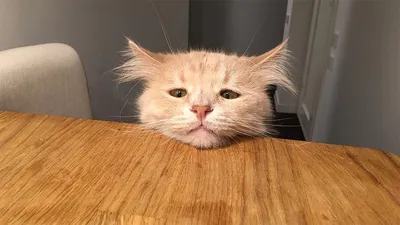 Картинки грустных котиков фотографии