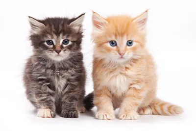 Набор значков Грустные Мемные Коты, 6 шт. | AliExpress