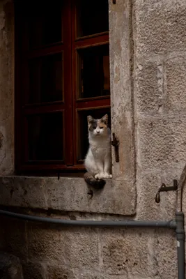 Самый грустный кот нашел хозяев после того, как стал звездой в интернете -  Газета.Ru | Новости