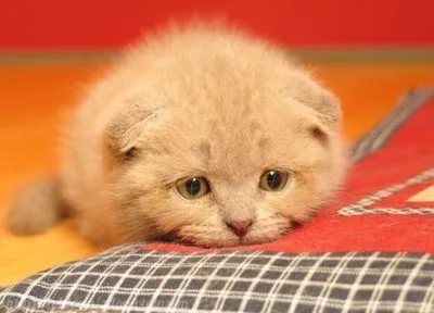 Потребители жалуются даже на грустных котят - Delfi RU