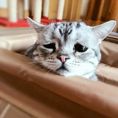Хозяйка «самого грустного кота в мире» рассказала его счастливую историю -  Газета.Ru | Новости