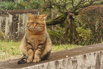 Грустный кот | Пикабу