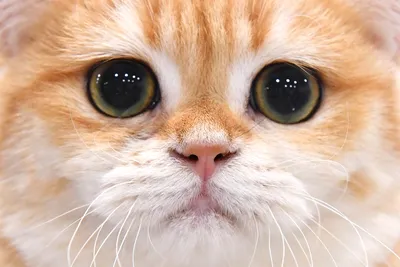 Значок Грустный кот – купить в интернет-магазине, цена, заказ online