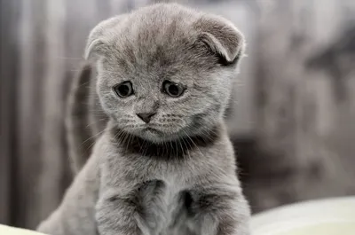 Картинки грустных котов фотографии
