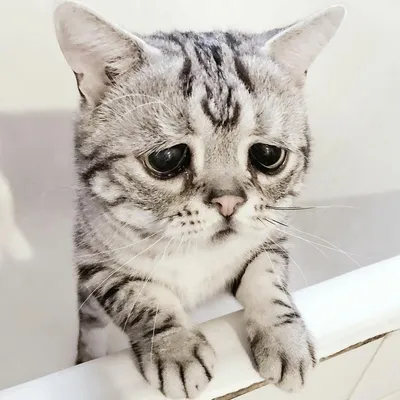 Самый грустный кот, с красивыми глазами. | Кошкин дом | Дзен