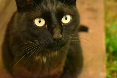 Музейный Кот - Умер самый грустный кот в мире. Прощай, братан. | Facebook