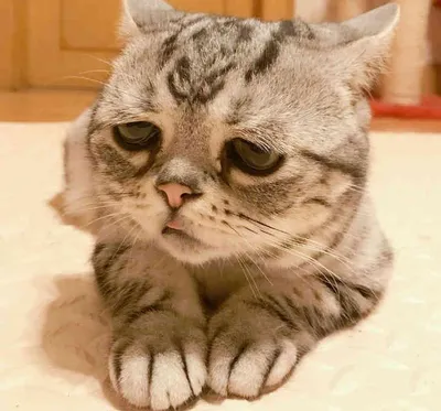 Картина по номерам \"Мем: Грампи кэт грустный кот\"