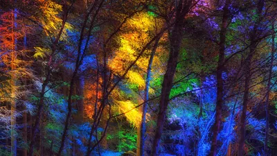 Фон рабочего стола где видно лес, ночь, цветные деревья, природа, ultra hd  4k wallpaper