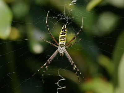 Жительница Теннесси обнаружила в своей квартире 50 ядовитых пауков -  ForumDaily