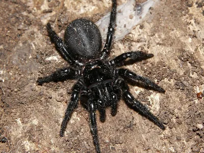Названы самые ядовитые пауки на планете - ХВИЛЯ