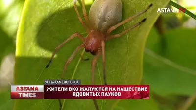 В Астрахани началось нашествие ядовитых пауков