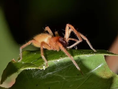 Биолог Красненко рассказал, ждать ли ямальцам ядовитых пауков с юга:  ЭКОЛОГИЯ: ЯМАЛ 1