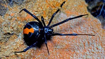 Осторожно: ядовитые пауки! | ВКонтакте