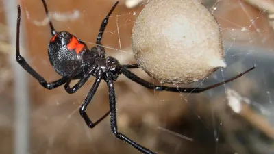 Эксперты прокомментировали сообщения о нашествии ядовитых пауков в  Подмосковье