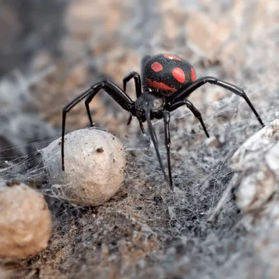 Какие ядовитые пауки водятся в Украине? Как спастись от укусов паука! -  YouTube