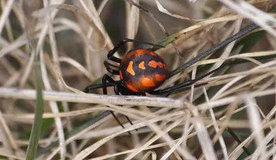 Гигантский ядовитый паук аргиопа попал на фото в Воронеже