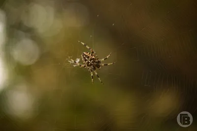 Три ядовитых паука, которые поджидают мариупольцев вне дома. Новини  Маріуполя та Донбасу | MRPL.CITY