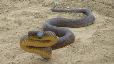 ТОП-10 самых ядовитых змей в мире, фото и описание