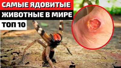 Самые ядовитые животные в мире | Самые опасные животные | Самые ядовитые  существа в мире | - YouTube