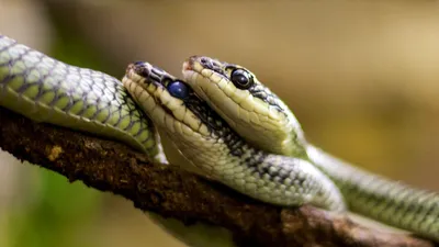 Видео. Шокирующая схватка ядовитых змей
