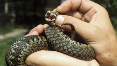 Ядовитые змеи Армении - Защита от ядовитых змей - ArmGeo.am