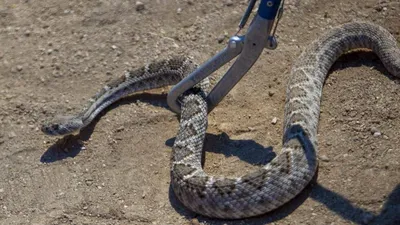 Ядовитые змеи Украины - как их распознать, первая помощь при укусе | РБК  Украина