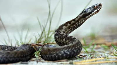 Домашние змеи: как выбрать, советы по содержанию и уходу