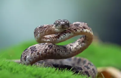 Самые ядовитые змеи Казахстана